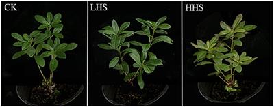 Changes and Correlation Between Physiological Characteristics of Rhododendron simsii and Soil Microbial Communities Under Heat Stress